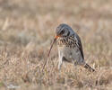 Fieldfare