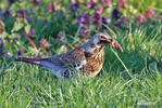 Fieldfare