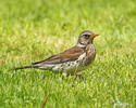 Fieldfare