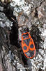 Firebug
