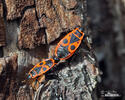 Firebug