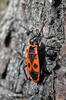 Firebug