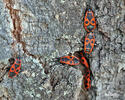 Firebug