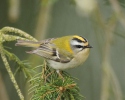 Firecrest