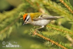 Firecrest