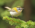 Firecrest