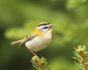 Firecrest