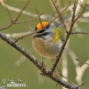 Firecrest