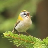 Firecrest