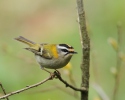 Firecrest