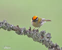 Firecrest