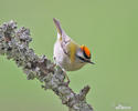 Firecrest