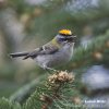 Firecrest