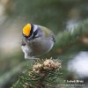 Firecrest