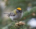 Firecrest