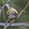 Firecrest