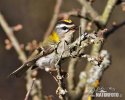 Firecrest