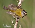 Firecrest