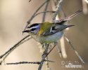 Firecrest