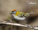 Firecrest