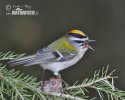 Firecrest