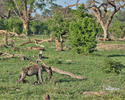 Fläckig hyena