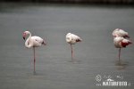 Flamant des Caraïbes