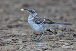 Floreana mockingbird