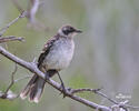 Floreana mockingbird