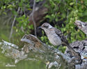 Floreana mockingbird