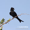 Fluweeldrongo Vorkstaartdrongo