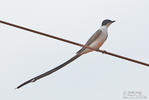 Fork-tailed Flycatcher