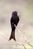 Forktailed Common Drongo