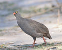 Francolin à bec rouge