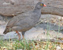 Francolin à bec rouge