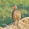 Francolin de Swainson