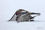 Fringilla coelebs