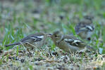 Fringilla coelebs