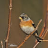 Fringilla montifringilla