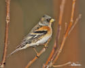 Fringilla montifringilla