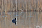 Fulica atra