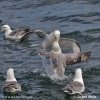 Fulmar boreal