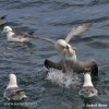 Fulmar boreal