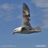 Fulmar boreal