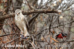 Gabar Goshawk