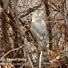 Gabar Goshawk