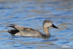 Gadwall