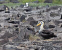 Galapaga albatroso