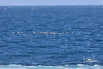 Galapaginis albatrosas