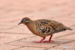 Galapagos Dove